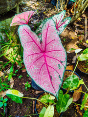 butterfly on the leaf