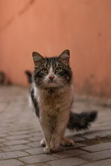 Street cat in marrakech