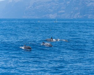 Rough-toothed dolphins swimming in the ocean