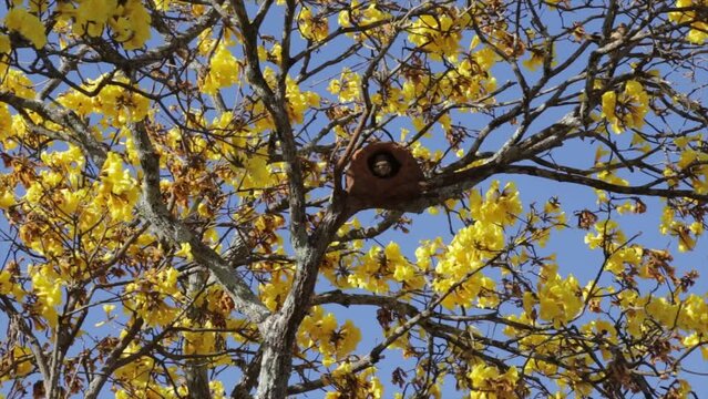 Jo&atilde;o de Barro birds building their nest on the branch of the Yellow Ip&ecirc; tree typical of the Brazilian cerrado biome