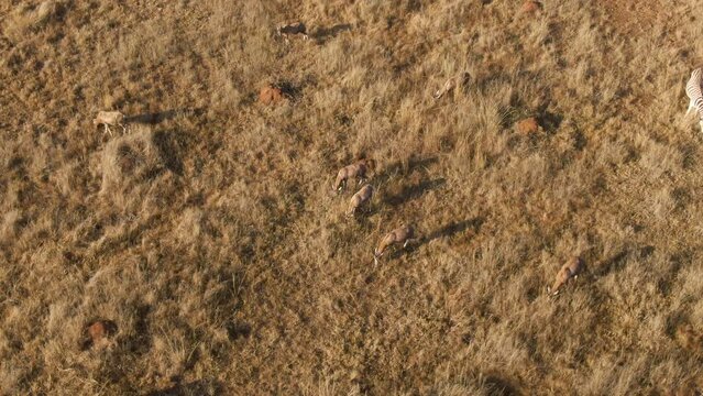 Aerial view of grazing blesbok antelope group in the field
