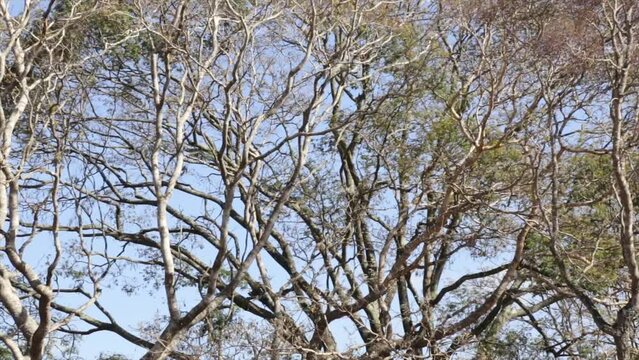 TROPICAL FOREST WITH A GENTLE WIND BETWEEN THE TRANCHES AND BLUE SKY BACKGROUND. PANORAMIC VIDEO IN SELECTIVE FOCUS