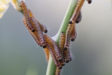Flat-legged tenthred, birch sawfly (Craesus septentrionalis) | Eating at a willow tree