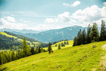 Pferd auf der Weide in den Alpen