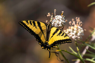 A swallowtail butterfly on a white flower