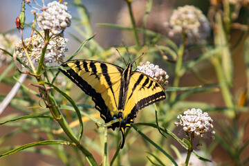 A swallowtail butterfly on a white flower