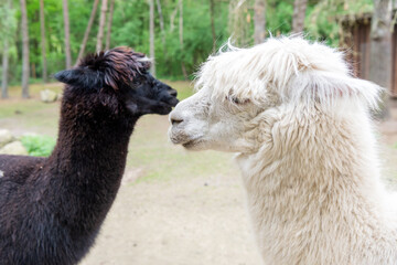 Black and white llamas lama glamas natural background