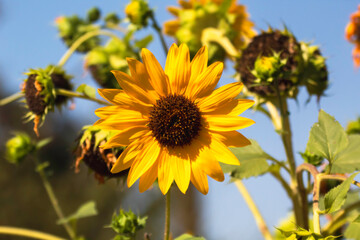 A large faced sunflower in the sun