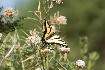 A swallowtail butterfly on a white flower