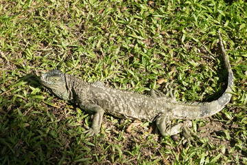 Iguana in the Chiang Mai Zoo, Thailand