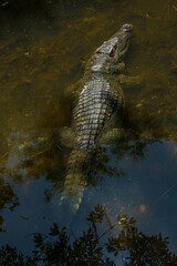 freshwater crocodile in the zoo.