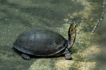 Siamese Box Terrapin(Asian Box Turtle) in the zoo.