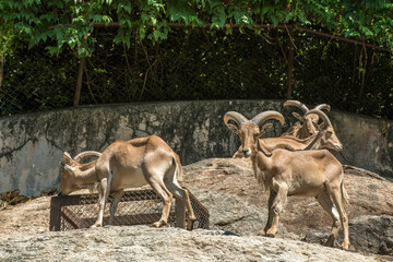 Barbary sheep in the Chiang Mai Zoo, Thailand.