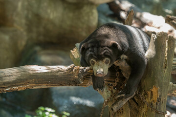 Malayan Sun Bear in the Chiang Mai Zoo, Thailand