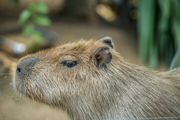 Capybara in the Chiang Mai Zoo, Thailand.