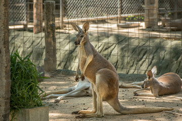 Red Kangaroo (Macropus rufus) in the Chiang Mai Zoo, Thailand. - obrazy, fototapety, plakaty