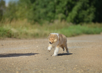the collie puppy is easy to train