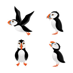 Flying puffin. Vector illustration for designs, prints and patterns. Vector illustration