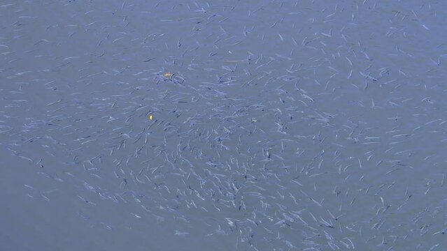 The concept of fish farming. close-up. many little fish splash in the water. the herring is being fed