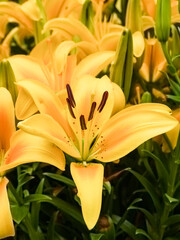 Brilliant yellow Asiatic lilies