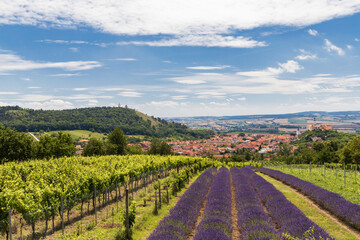 Fototapeta na wymiar South Moravian town of Mikulov with the lavender field in Czech Republic