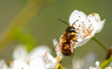 Bee on a flower of the white cherry blossoms. White flowers bloom in the trees. Spring landscape with blooming sakura tree. Beautiful blooming garden on a sunny day. Copy space for text.