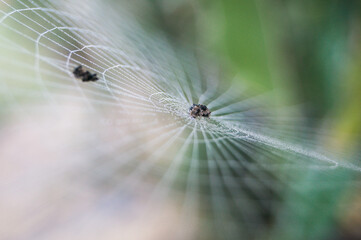 Spider on its net on a misty morning in Vietnam.