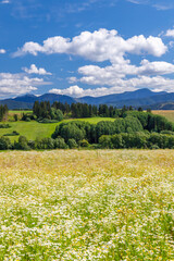 Blooming meadow with Low Tatras in summer time, Slovakia