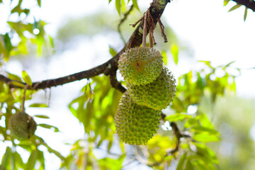 Durian on tree. King of fruit.