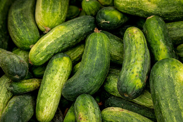 Summer afternoon at Farmer's Market in Fort Collins Colorado