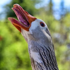 Close-up, vertical shot of a Grey goose with an open mouth © Bojan Gichev/Wirestock Creators