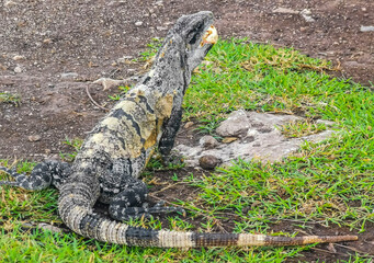 Iguana on grass Tulum ruins Mayan site temple pyramids Mexico.