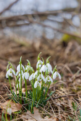 Snowdrops, Podyji, Southern Moravia, Czech Republic