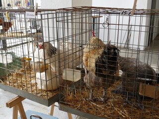 Chickens and roosters at the weekly, farmer, livestock, flea and artisan market in Sineu, Mallorca, Spain