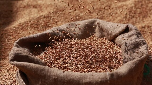 wheat grains are falling on pile in bindle bag after agricultural activity. Harvest time. Grain elevator, agrarian facility complex designed to stockpile or store grain.