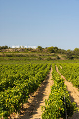 Fototapeta na wymiar Typical vineyard near Vacqueyras, Cotes du Rhone, France