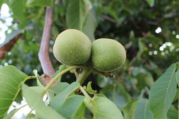 2 organic green walnuts on the branch.