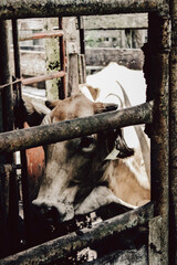 Cattle