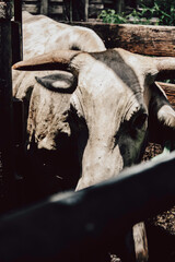Cattle