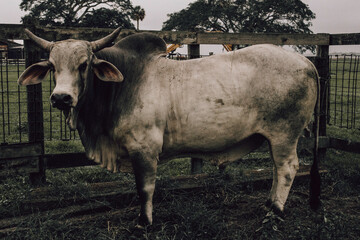 Cattle