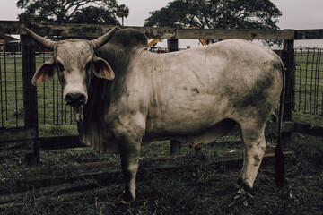 Cattle