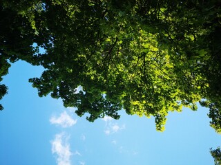 Fototapeta premium green leaves against blue sky