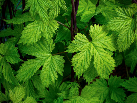Green leaves of the hop plant as a background