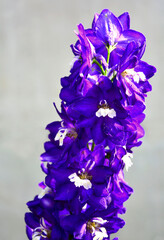 Violet flower of Delphinium, delphinium blue white, Ostróżka Wyniosła Dark Blue White Bee...