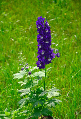 Violet flower of Delphinium, delphinium blue white, , Ostróżka Wyniosła Dark Blue White Bee (Delphinium elatum) - obrazy, fototapety, plakaty