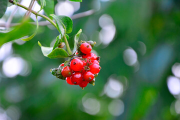 czerwone owoce wiciokrzewu, błyszczące jagdy wiciokrzewu (Lonicera )