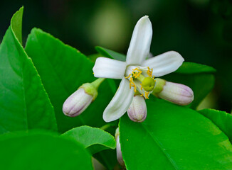 biały kwiat cytryny, kwitnąca cytryna (Citrus limon)