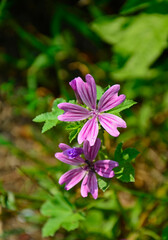 Ślaz zaniedbany (Malva neglecta), fioletowe kwiaty ślazu, purple wild mallow flowers - obrazy, fototapety, plakaty