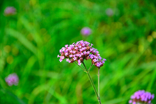 kwitnąca Werbena patagońska (Verbena bonariensis), Flowers of Verbena bonariensis in a garden in summer
