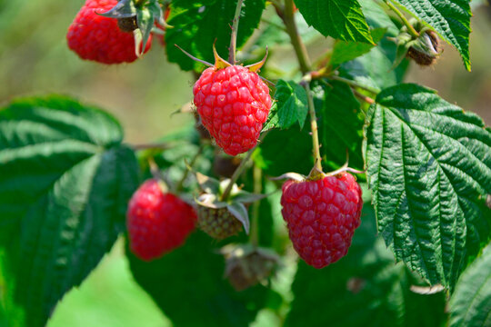 czerwone maliny na krzaku w ogrodzie (Rubus idaeus), red raspberry on a bush in the garden 	